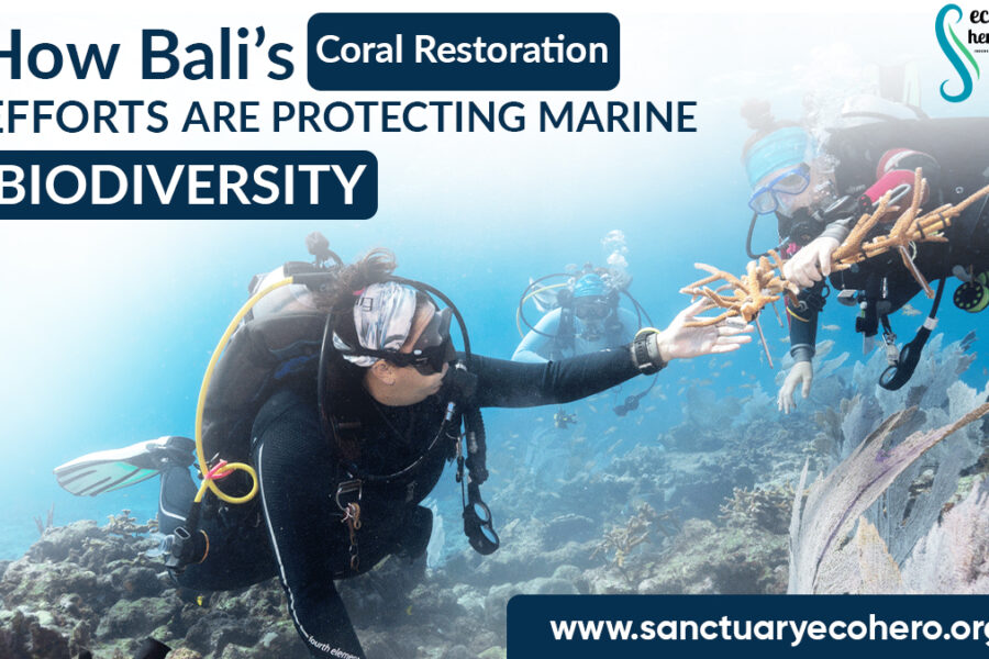 How Bali’s Coral Restoration Efforts Are Protecting Marine Biodiversity
