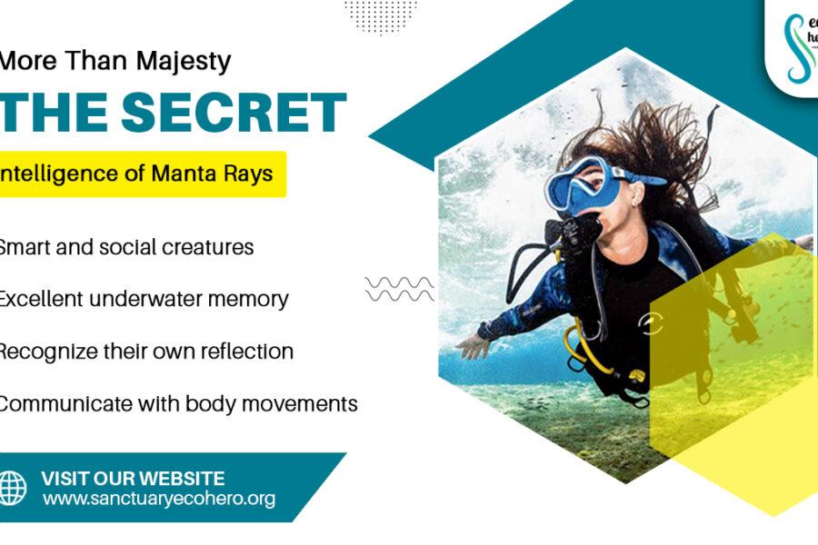 More Than Majesty: The Secret Intelligence of Manta Rays