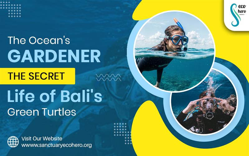 The Ocean's Gardener: The Secret Life of Bali's Green Turtles