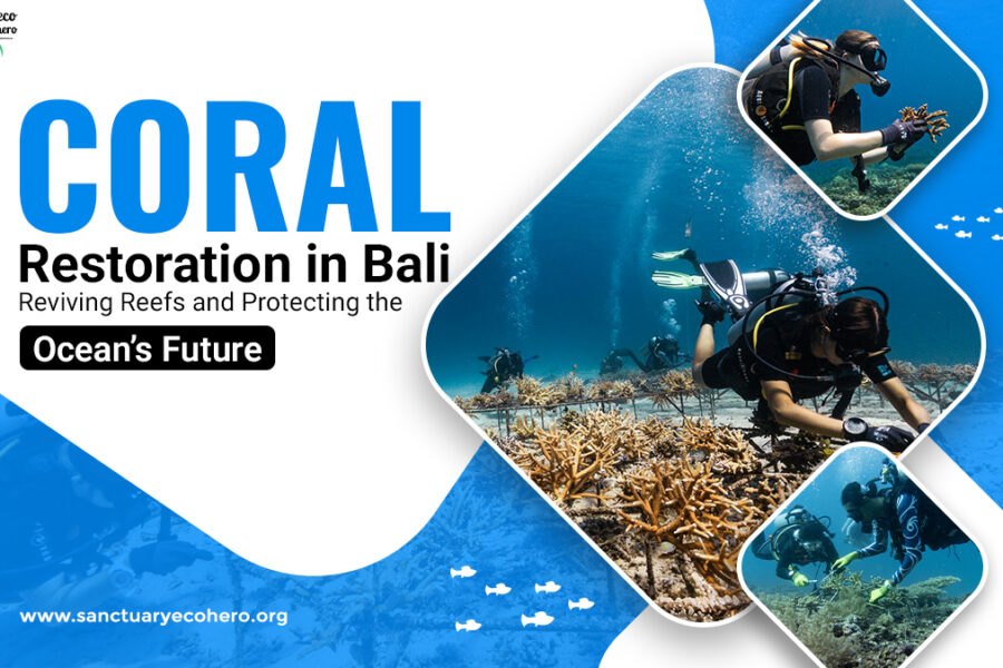 Coral Restoration in Bali: Reviving Reefs and Protecting the Ocean’s Future